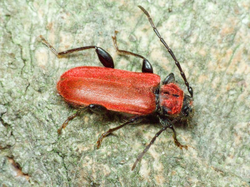 Pyrrhidium sanguineum (Linnaeus, 1758)